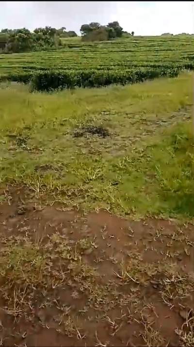 Agricultural land for sale in the region of Bois Cheri - Land