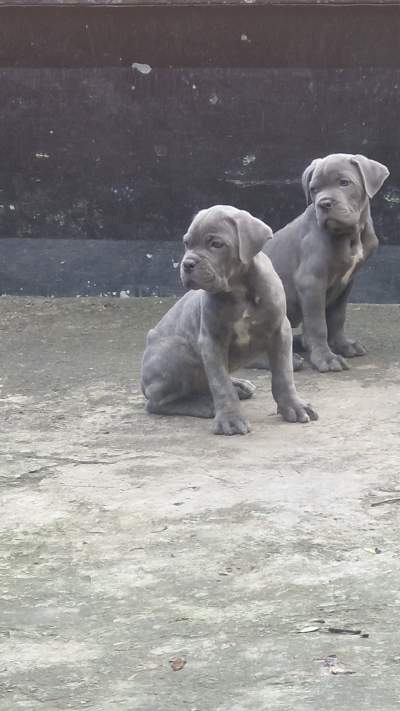 Canecorso Puppy - Dogs