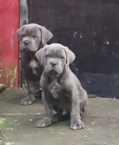 Canecorso Puppy - Dogs