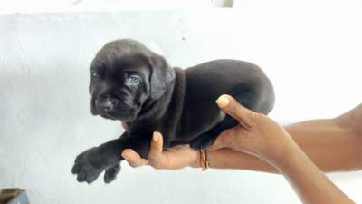 Cane corso - Birds on Aster Vender