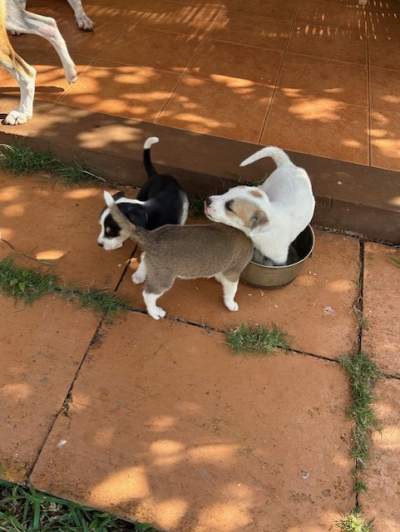 Dogs - Dogs on Aster Vender