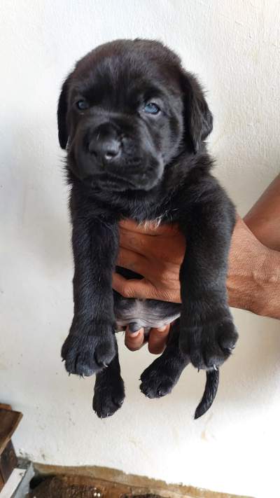 Cane corso - Dogs on Aster Vender