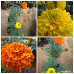 Marigold - Plants and Trees