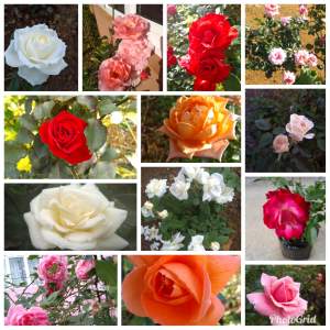 Rose - Plants and Trees