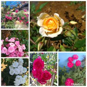 Small rose - Plants and Trees