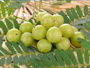 Amla Plant  - Plants and Trees
