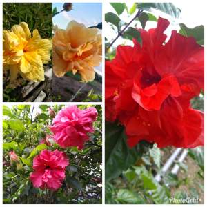 Hibiscus Double - Plants and Trees