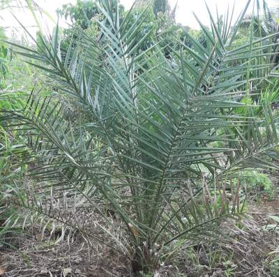 Date trees - Health Products