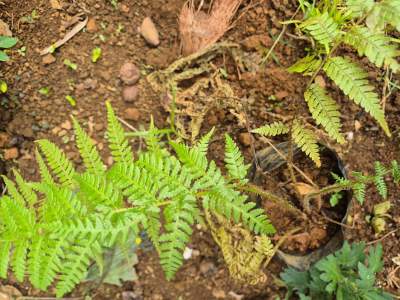 Fandia - Plants and Trees