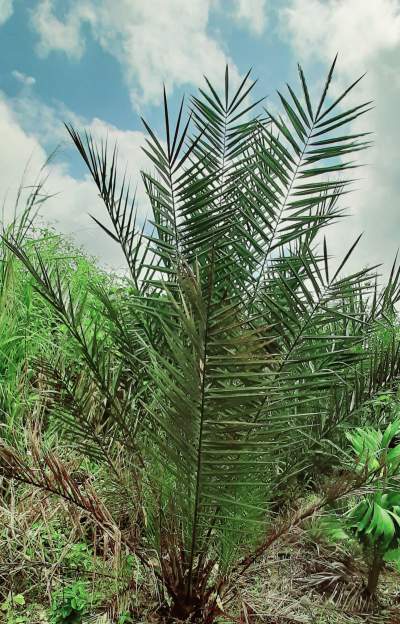 Date trees - Plants and Trees