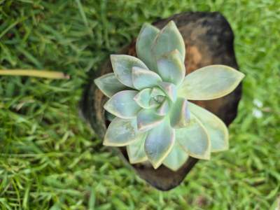 Decorative plants - Plants and Trees