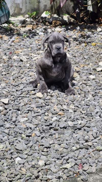 Canecorso Puppy - Dogs