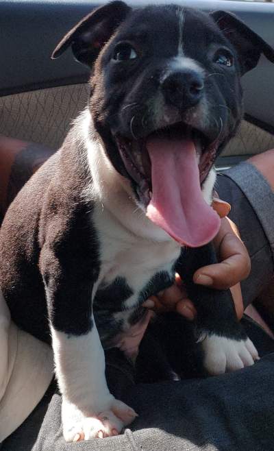 Amstaff - Dogs on Aster Vender