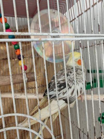 Cockateil pearl - Birds on Aster Vender