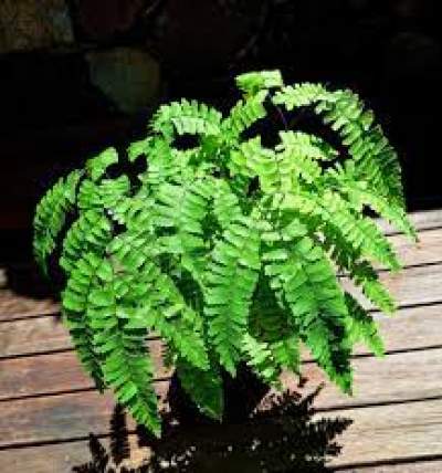 Fougere Tamarin - Plants and Trees