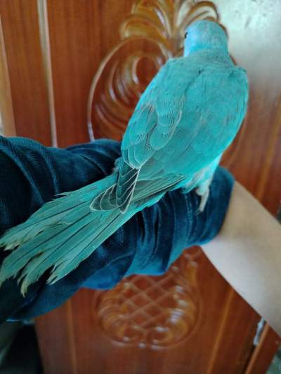 Jeune cato bleu - Birds on Aster Vender