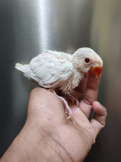 Jeune cato blanc - Birds on Aster Vender