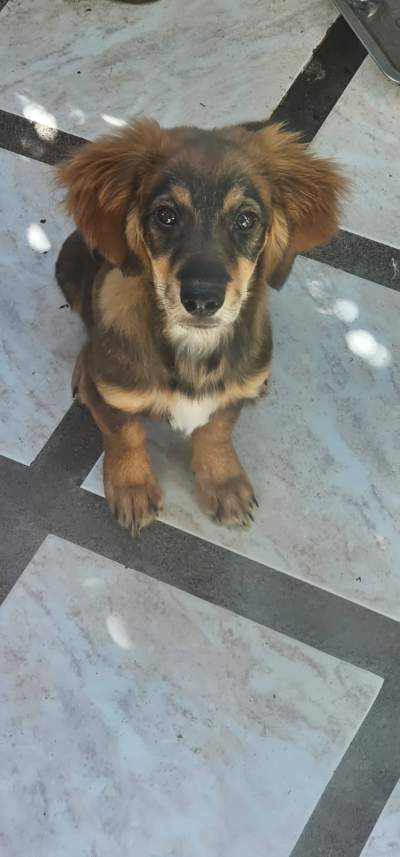 A vendre Griffon Nain teckel mix 4 mois - Dogs