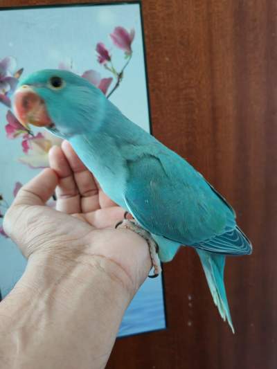 Jeune cato bleu - Birds