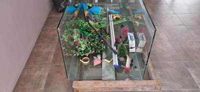 Aquarium 58145185 -  Aquarium fish on Aster Vender