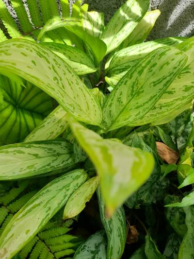 Garden sale - Plants and Trees on Aster Vender