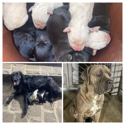 Available cane corso-Lab mix puppies - Dogs