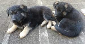 Berger Allemand/ German Shepherd - Dogs on Aster Vender