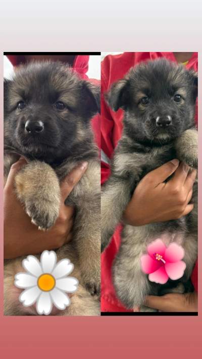 Female Light Tan and Black German Shepherd Puppy - Dogs