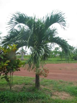 Manilla palm tree ( cocopac)   - Plants and Trees