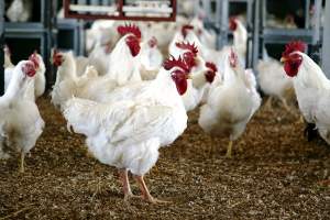 Poultry for Sale - Land on Aster Vender