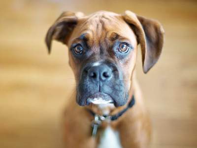 Chien Boxer a vendre - Dogs