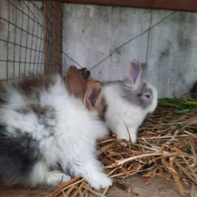 Lionfield rabbit - Rabbit