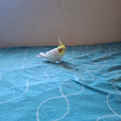 Cocatail latuno femelle - Birds