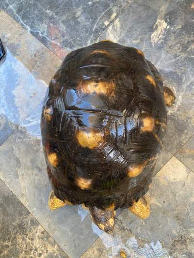 Radiata tortoise Male - Turtles