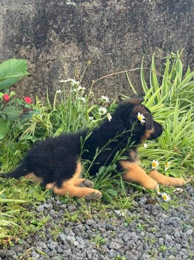 German shepherd puppy - Dogs