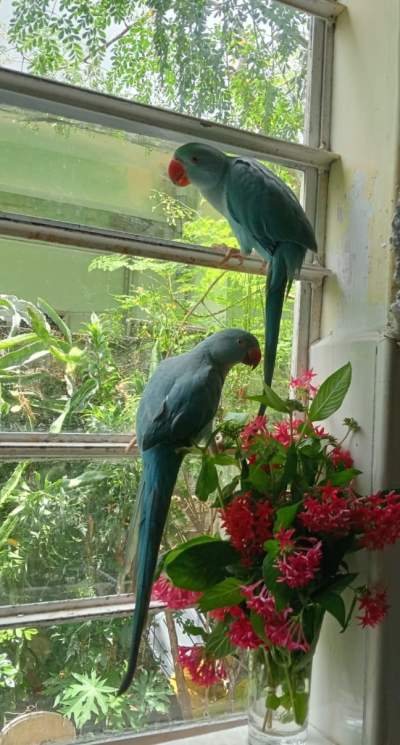 Jeune cato bleu - Birds