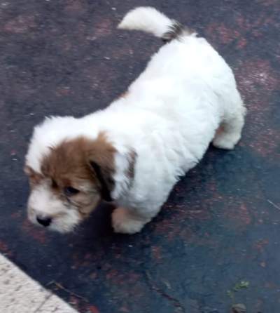 Griffon nain pur sang a vendre - Dogs on Aster Vender