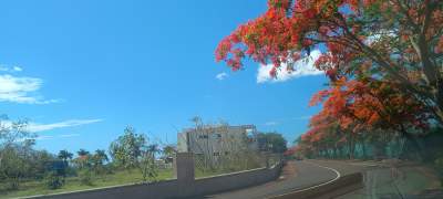 For Sale - Royal Park - Land