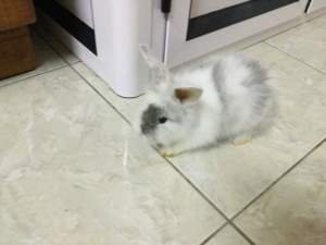 Lapin - Other Pets on Aster Vender