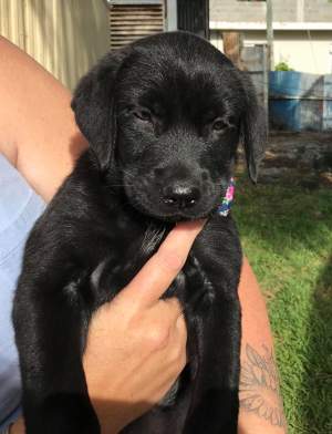 Black Labrador Puppies - Dogs on Aster Vender
