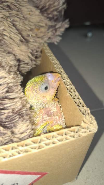 Baby Budgie - Birds