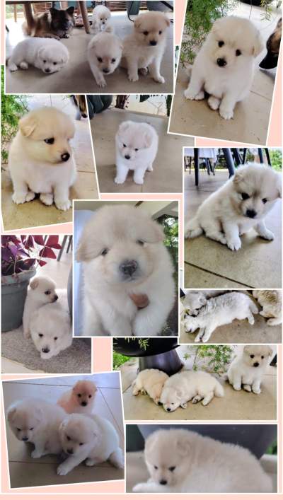 German Spitz Puppies - Dogs on Aster Vender