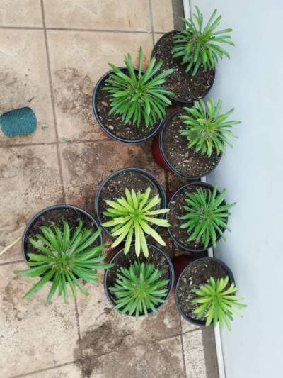 Palmiers de Madagascar - Garden Decorations