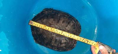 Red slider Turtle - Turtles on Aster Vender