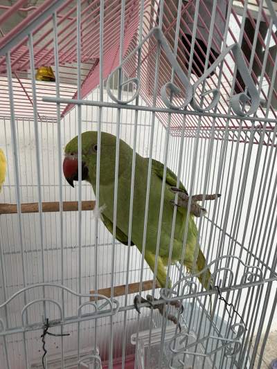 Cato Vert et Jaune - Birds