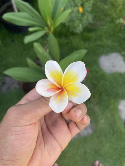Frangipani/Plumeria - Plants and Trees
