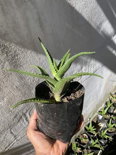 Aloe vera - Plants and Trees