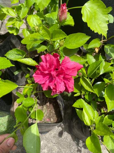 Hibiscus Double - Plants and Trees