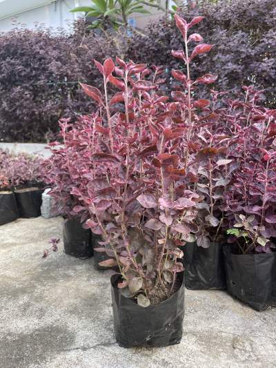 Althernanthera Red - Plants and Trees