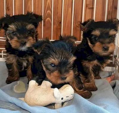 Cachorro de Yorkshire Terrier miniatura en venta - Dogs on Aster Vender